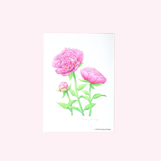 Pink Peonies Art Print